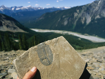 michael-melford-a-trilobite-fossil-found-at-burgess-shale