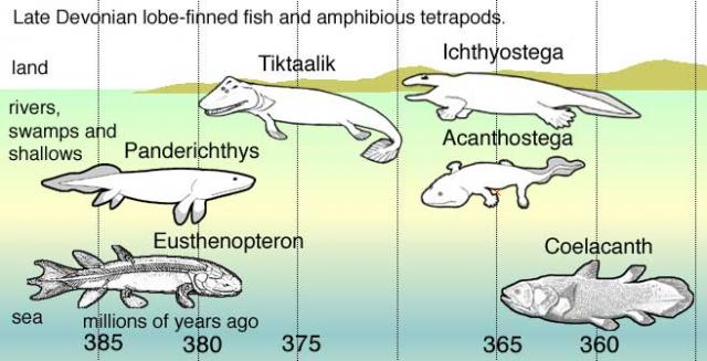 wikipedia_Fishapods.preview