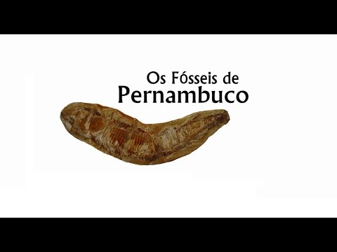 Os Fósseis de Pernambuco