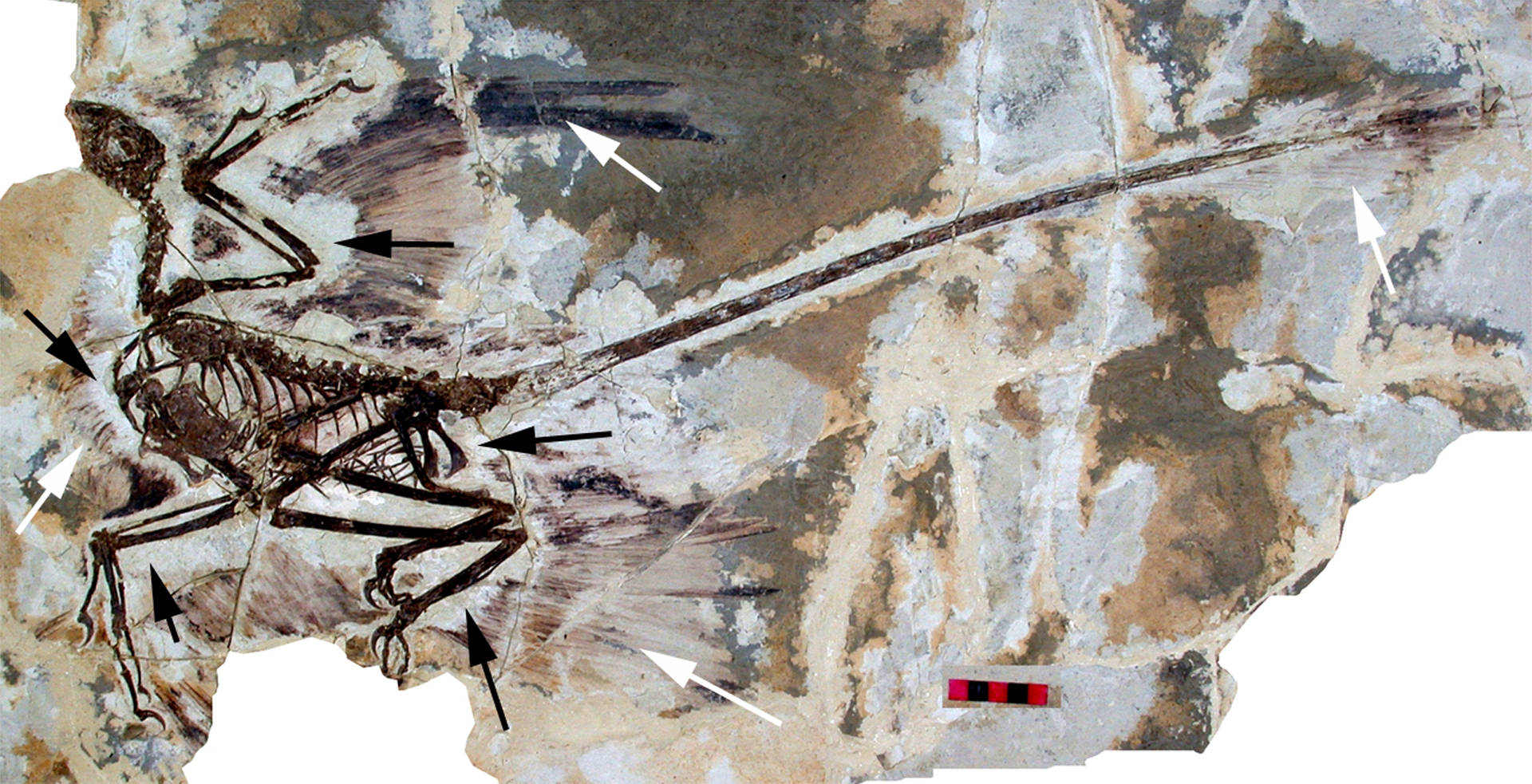 Microraptor_gui_holotype