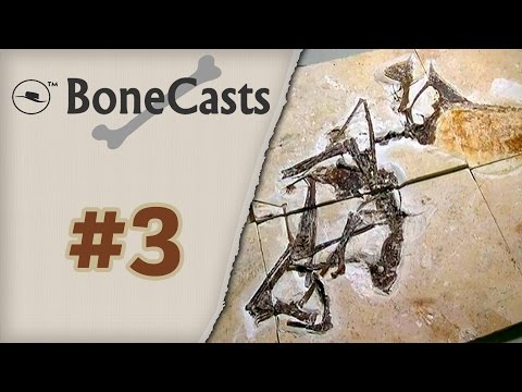 BoneCast #3 – Renan Bantim fala sobre o tráfico de fósseis