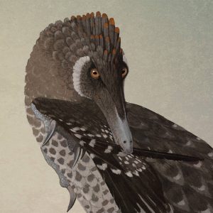 Velociraptor mongoliensos, por John Conway