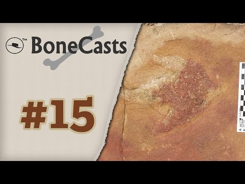 BoneCast #15 – Paleoicnologia: o estudo dos traços fósseis