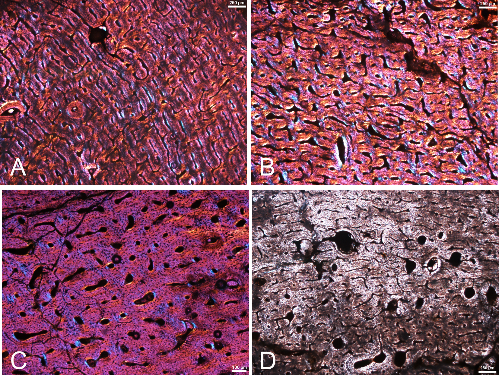 Lâminas histológicas com células fossilizadas do titanossauro de Sousa. Imagem retirada do artigo de Ghilardi et al. (2016).