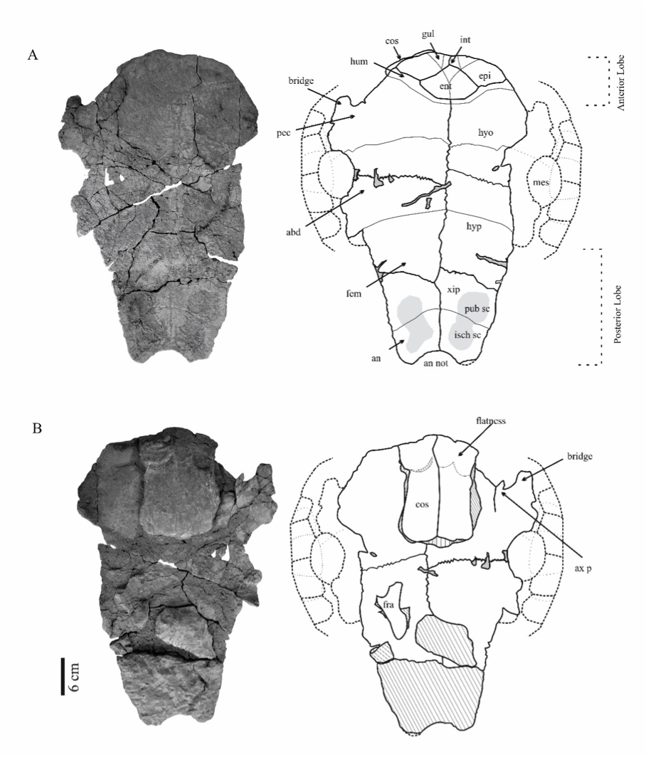 Plastrão de Inaechelys. Imagem retirada do artigo de Anny R. Carvalho e colaboradores, 2016.