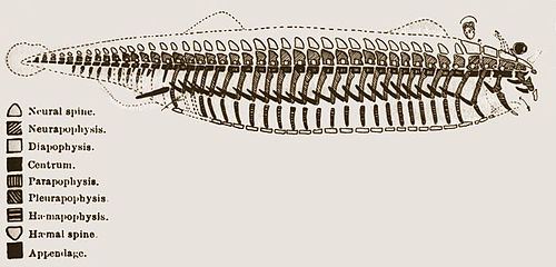 500px-Vertebrate_archetype