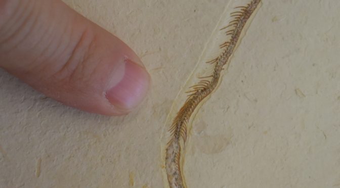 Tetrapodophis amplectus e a história sem fim da “cobra” de quatro patas: uma perspectiva interna.