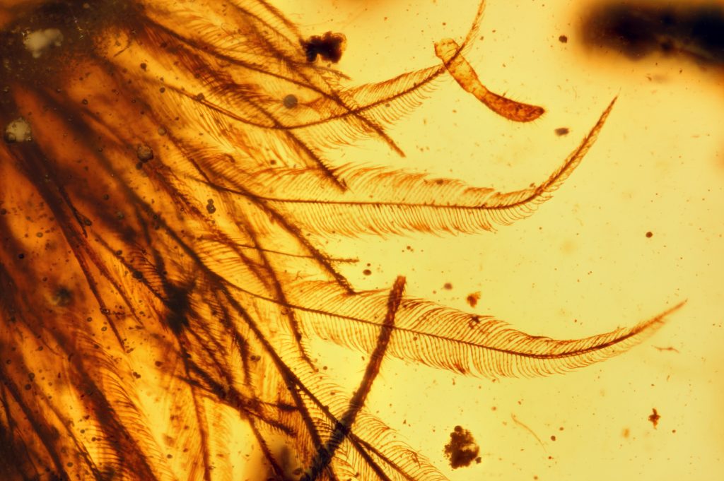 microscopic-barbules-on-tail-feathers4-1024x681