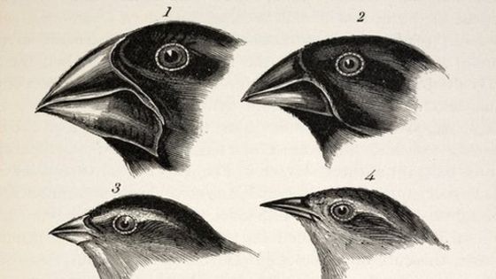 Tentilhões de Galápagos ilustrados por Darwin.