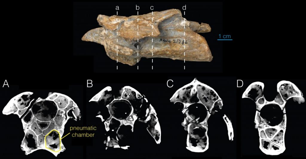 Pneumticidade em vértebra de um dinossauro terópode. Característica também presente em Sauropodomorpha.