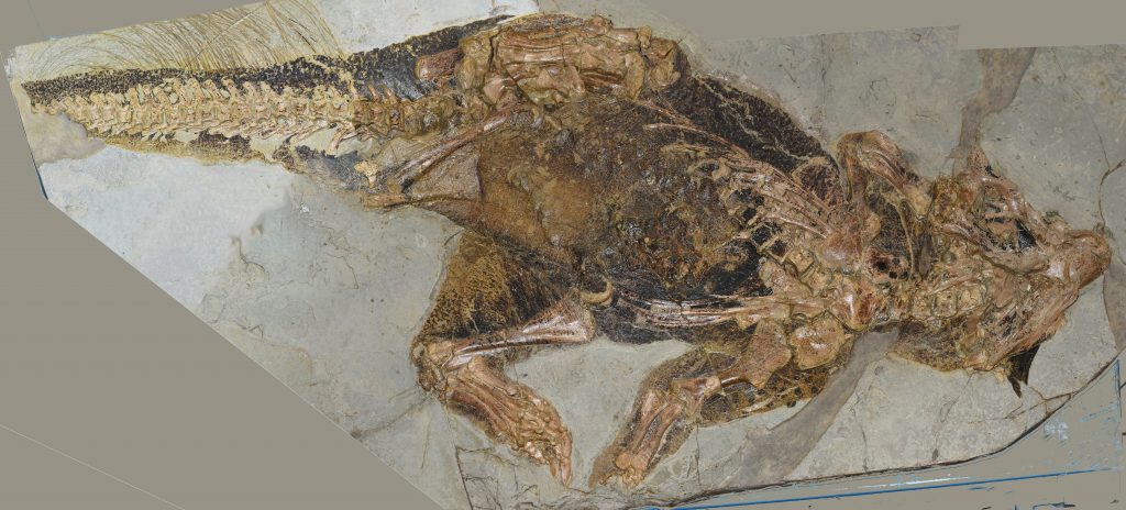 Fóssil de Psittacosaurus, um dinossauro Ornithischia, com estruturas tegumentárias possivelmente homólogas às penas.