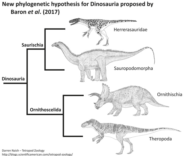 Cladograma ilustrando a filogenia proposta por Baron et al. (2017), separando os dinossauros terópodes e sauropodomorfos e sustentando o clado denominado de 'Ornithoscelida'. Imagem por Darren Naish.