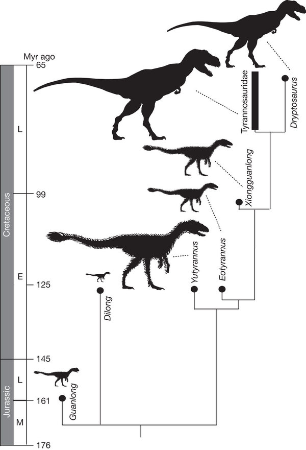 Relações de parentesco entre Yutyrannus, Dilong e Tyranosauridae.