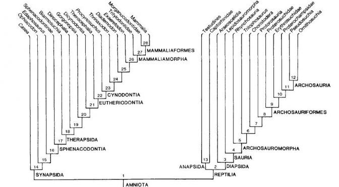 Hipóteses filogenéticas dos Amniotas e a importância dos fósseis na compreensão da evolução da vida