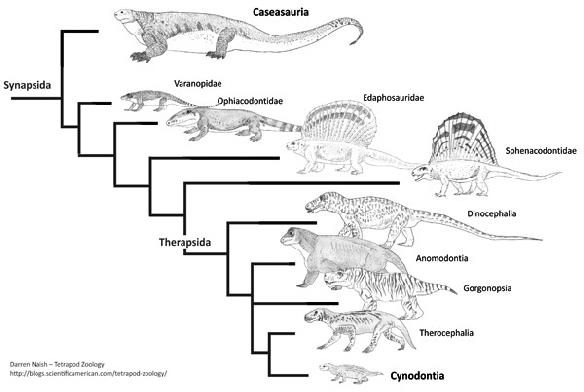 Fig. 4. Outra árvore filogenética, dessa vez apenas com sinapsídeos. Note a variedade de formas desde as mais basais, como Casesauria (um “Pelicossauro”), até os parentes mais próximos dos mamíferos, um cinodonte não-mamífero.