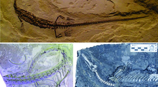 Mesossauros e microanatomia: o que a estrutura interna dos ossos pode nos revelar?