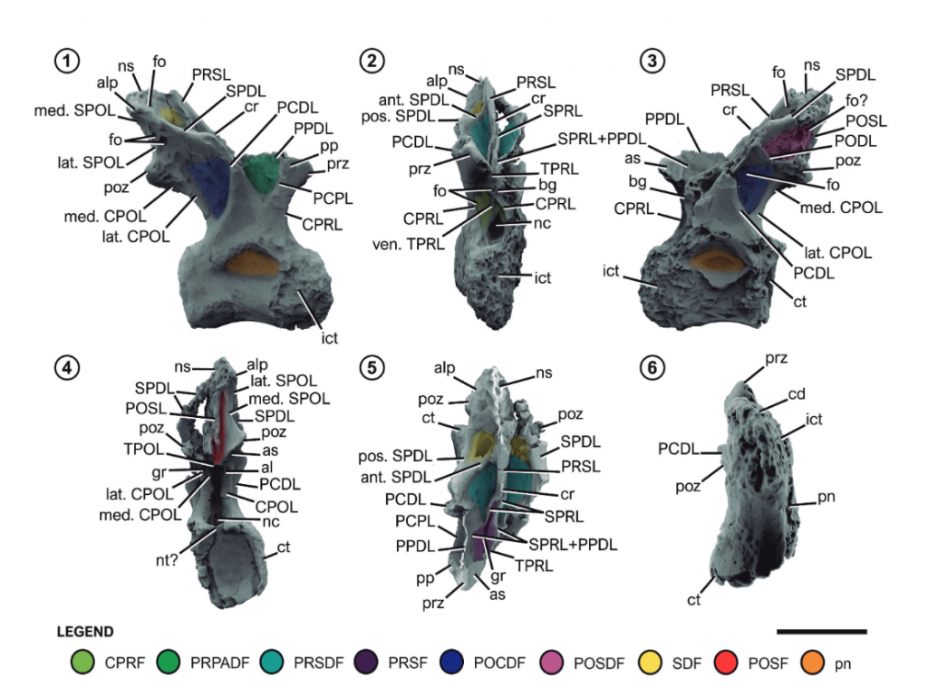 Paleontologia Geral  Colecionadores de Ossos