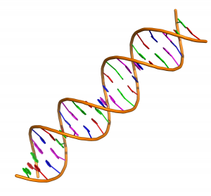  A double stranded DNA fragment 22 residues long is displayed with alternating adenine residues in green, thymidine in red, cytosine in dark blue, and guanine residues in cyan. The phosphate backbone is displayed as an orange ribbon. Author: Vcpmartin