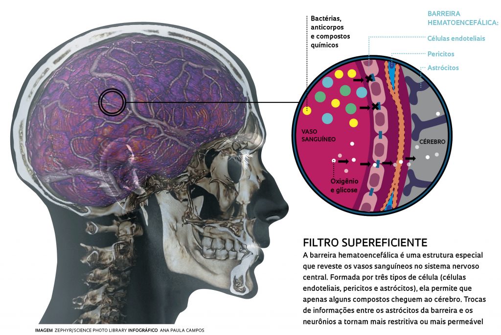 A imagem mostra uma representaçaõ do cérebro, com destaque ressaltando um pedaço entre os vasos sanguíneos (com partículas do próprio sangue, oxigênio e outros gases, bactérias, anticorpos e outros compostos químicos) e a barreira hematoencefálica, que funciona como "Filtro Supereficiente: a barreira hematoencefálica é uma estrutura especial que reveste os vasos asnguíneos no sistema nervoso central. Formada por três tipos de células (células endoteliais, pericitos e astrócitos), ela permite que apenas alguns compostos cheguem ao cérebro. Trocas de informações entre os astrócitos da barreira e os neurônios a tornam mais restritiva ou mais permeável"