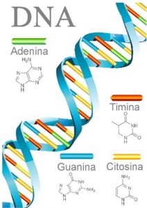 fita dna