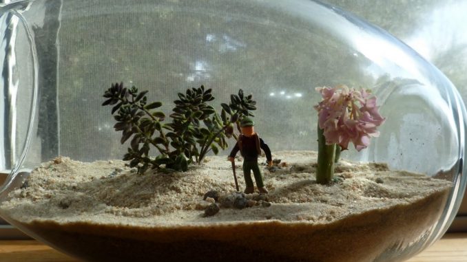 http://suculentasminhas.blogspot.com.br/2012/04/terrarium.html?m=1