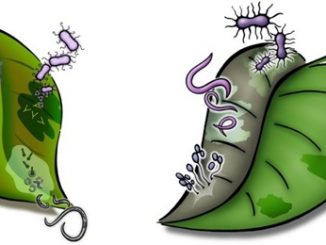 Logos dos Simpósios de novos Fitologistas, números 22 (esquerdo) e 30 (direito). Ambos foram produzidos pela APPS. (https://www.newphytologist.org/news/view/41)