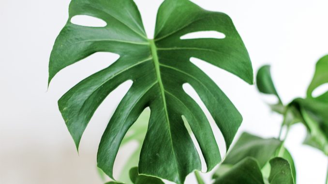 Uma folha de planta