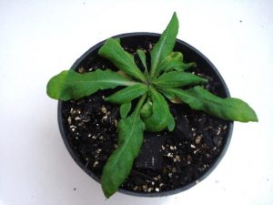 Arabidopsis - modelo