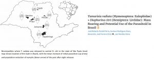 Tamarixia x controle do psilideo dos citros