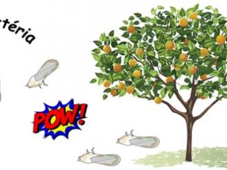 Super bactéria contra os psilideos