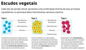 revestimento-das-samambaias/