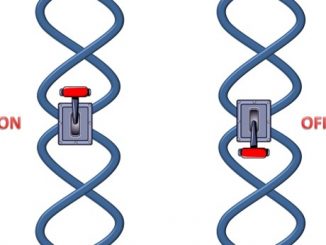 gene on and gene off