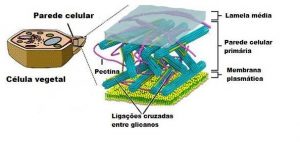 Parede celular