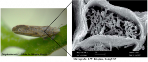 D. citri, vetor da bactéria Ca. Liberibacter asiaticus., responsável por causar o HLB