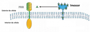 Proteínas de reconhecimento de patógeno