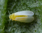 Mosca Branca