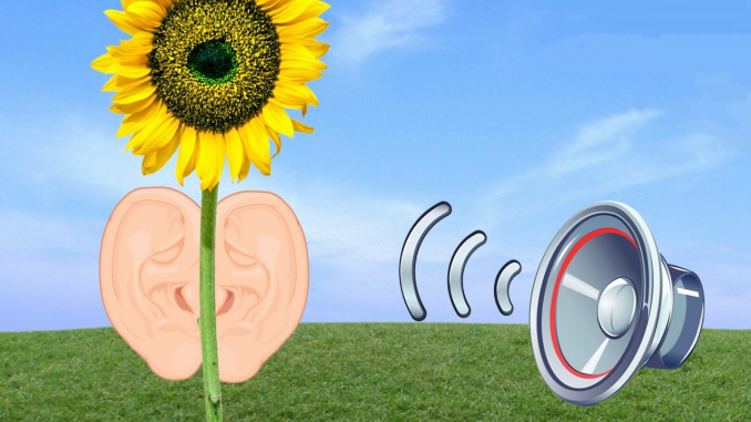 plants can hear you https://www.youtube.com/watch?v=ApZ59MSty4o