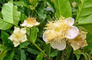 Flor de Cambuci