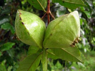 Cambuci
