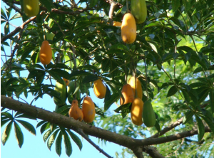 Pé de Jaracatiá