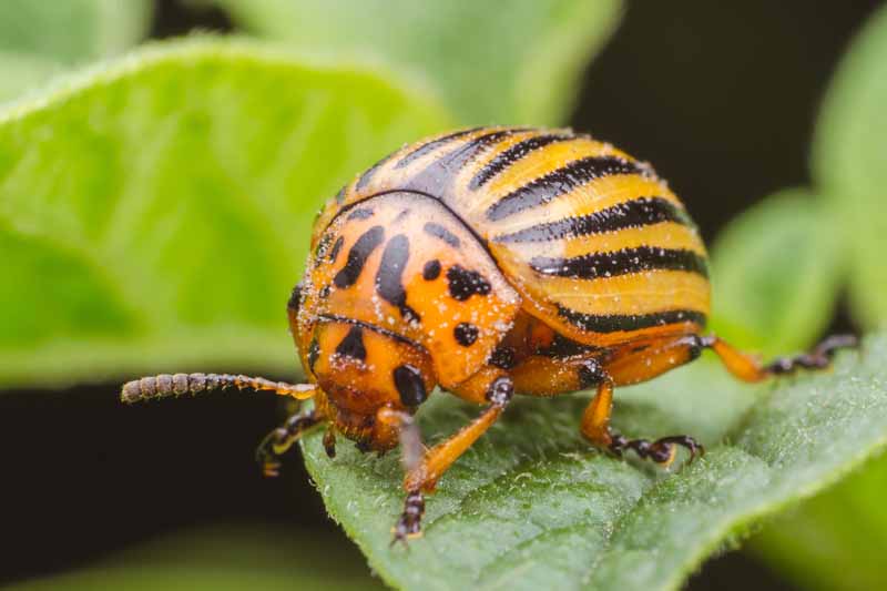 Colorado Potato Beetle – Praga quarentenária extremamente prejudicial a cultura da batata