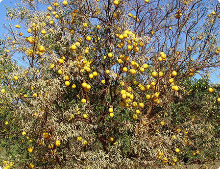 Um pé de citrus afetado pela epidemia da Tristeza, com muitos frutos, porém seco.