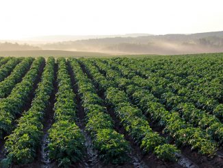 Campo de Batatas com centenas de batateiras