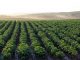 Campo de Batatas com centenas de batateiras