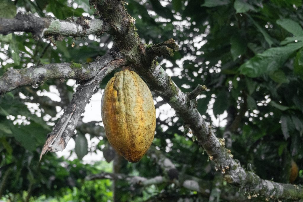 Galho de árvore de cacau, com um fruto pendurado