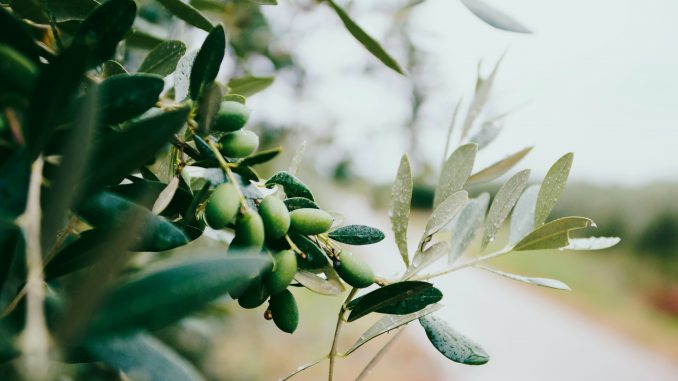 Photo by Nazar Hrabovyi on Unsplash Galho de uma oliveira com algumas azeitonas nele.