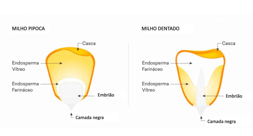 Desenho de um grão de milho explocando cada parte: casca, endosperma vitreo, endosperma farináceo, embrião e camada negra.