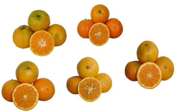 Fotos das laranjas híbridas do cruzamento entre laranja pêra e tangor murcott