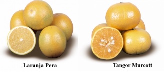 Foto de algumas laranjas pêra e tangerinas Tangor Murcott
