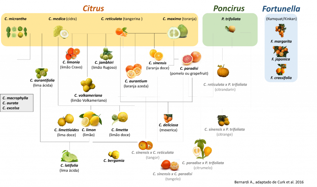 Tangerina e mexerica não são a mesma fruta! Entenda a família dos citros